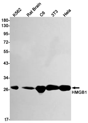 Recombinant HMGB1 Monoclonal Antibody - image 1
