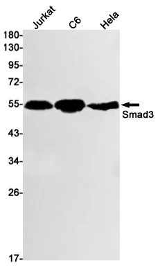Recombinant Smad3 Monoclonal Antibody - image 1