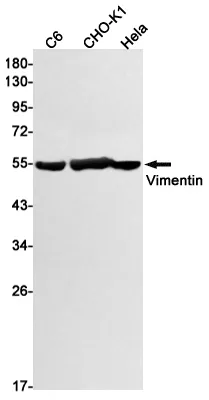 Recombinant Vimentin Monoclonal Antibody - image 1