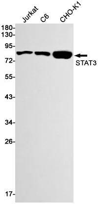 Recombinant STAT3 Monoclonal Antibody - image 1