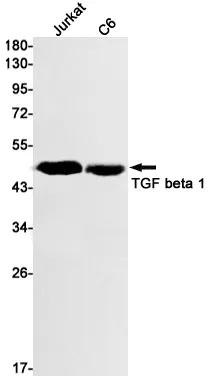 Recombinant TGF beta 1 Monoclonal Antibody - image 1