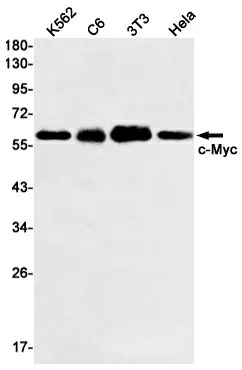 Recombinant c Myc Monoclonal Antibody - image 1