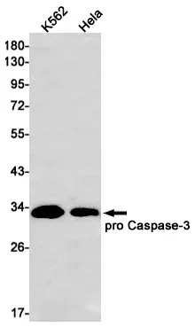 Recombinant Caspase 3 Monoclonal Antibody - image 1
