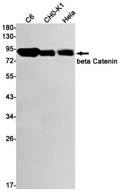 Recombinant beta Catenin Monoclonal Antibody - image 1
