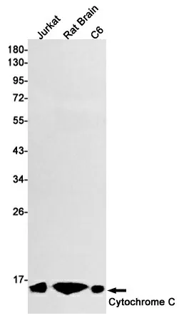 Recombinant Cytochrome C Monoclonal Antibody - image 1