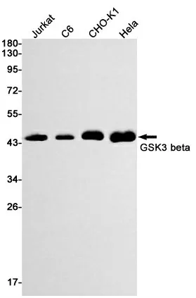 Recombinant GSK3 beta Monoclonal Antibody - image 1