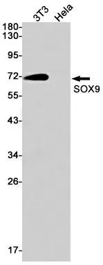 Recombinant SOX9 Monoclonal Antibody - image 1
