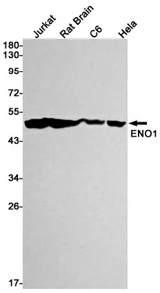 Recombinant ENO1 Monoclonal Antibody - image 1