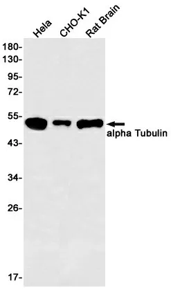 Recombinant alpha Tubulin Monoclonal Antibody - image 1
