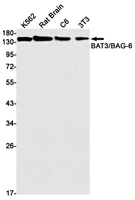 Recombinant BAT3 Monoclonal Antibody - image 1
