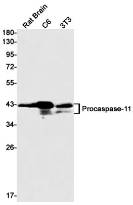 Recombinant Caspase 11 Monoclonal Antibody - image 1