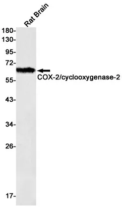 Recombinant Cyclooxygenase 2 Monoclonal Antibody - image 1