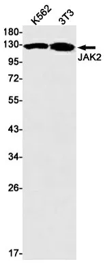 Recombinant JAK2 Monoclonal Antibody - image 1