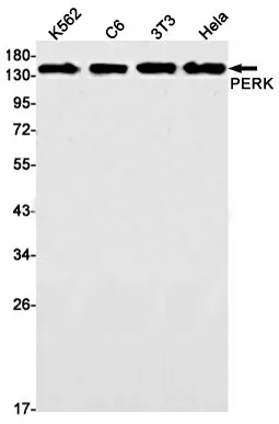 Recombinant PERK Monoclonal Antibody - image 1