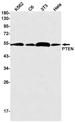 Recombinant PTEN Monoclonal Antibody - image 1