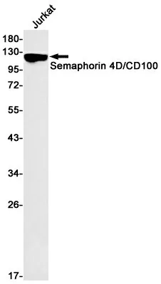 Recombinant Semaphorin 4D Monoclonal Antibody - image 1