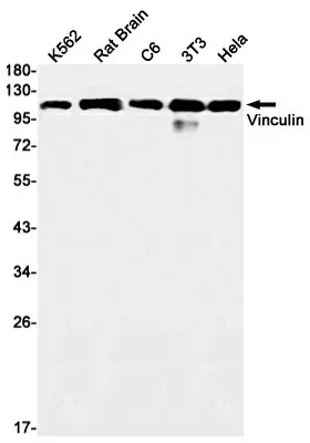 Recombinant Vinculin Monoclonal Antibody - image 1