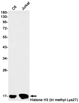 Recombinant TriMethyl-Histone H3 Monoclonal Antibody - image 1