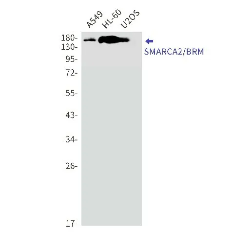 Recombinant SMARCA2 Monoclonal Antibody - image 1