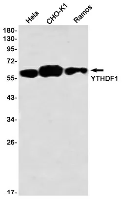 Recombinant YTHDF1 Monoclonal Antibody - image 1