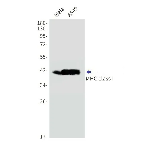 Recombinant MHC Class I Monoclonal Antibody - image 1