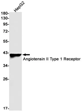 Recombinant Angiotensin II Type 1 Receptor Monoclonal Antibody - image 1