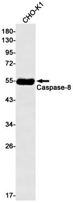 Recombinant Caspase 8 Monoclonal Antibody - image 1