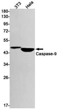 Recombinant Caspase 9 Monoclonal Antibody - image 1