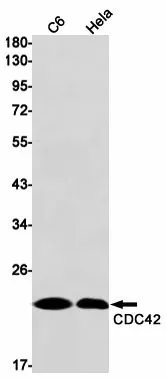 Recombinant CDC42 Monoclonal Antibody - image 1