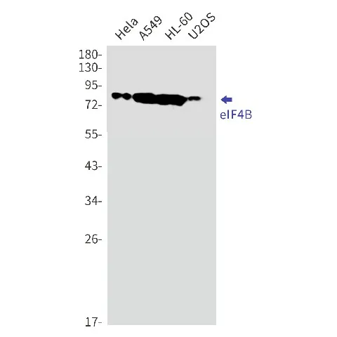 Recombinant eIF4B Monoclonal Antibody - image 1