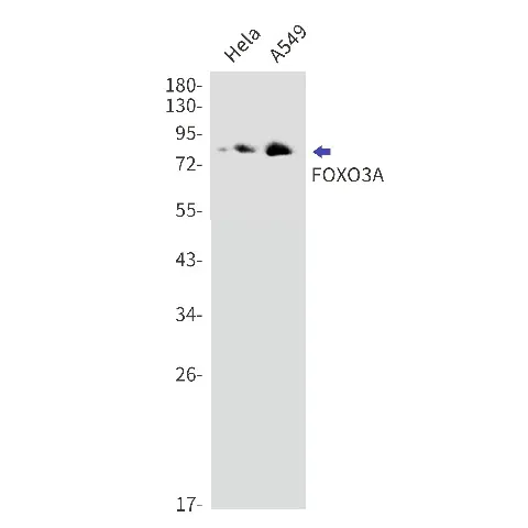 Recombinant FOXO3 Monoclonal Antibody - image 1