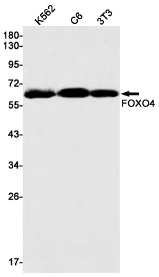 Recombinant FOXO4 Monoclonal Antibody - image 1