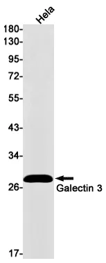 Recombinant Galectin 3 Monoclonal Antibody - image 1