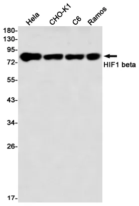 Recombinant HIF1 beta Monoclonal Antibody - image 1