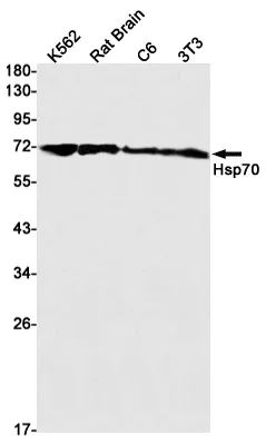 Recombinant Hsp70 1A Monoclonal Antibody - image 1