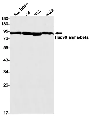 Recombinant Hsp90 alpha/beta Monoclonal Antibody - image 1