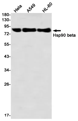 Recombinant Hsp90 beta Monoclonal Antibody - image 1