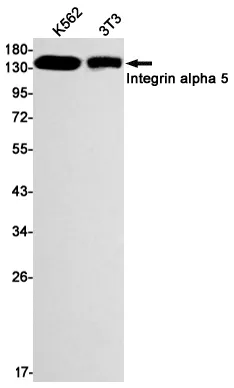 Recombinant Integrin alpha 5 Monoclonal Antibody - image 1