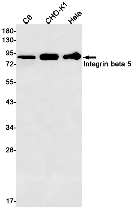 Recombinant Integrin beta 5 Monoclonal Antibody - image 1