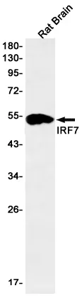 Recombinant IRF7 Monoclonal Antibody - image 1