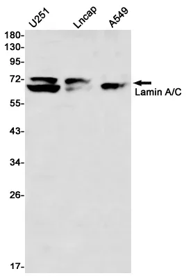 Recombinant Lamin A/C Monoclonal Antibody - image 1