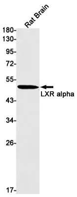 Recombinant LXR alpha Monoclonal Antibody - image 1