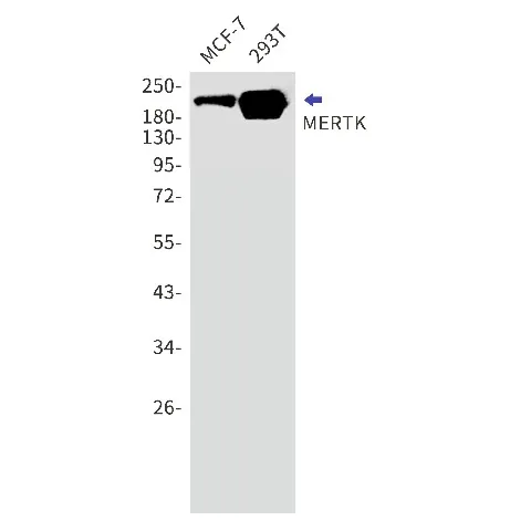 Recombinant MERTK Monoclonal Antibody - image 1