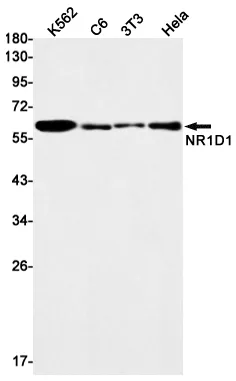 Recombinant NR1D1 Monoclonal Antibody - image 1