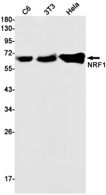 Recombinant Nrf1 Monoclonal Antibody - image 1