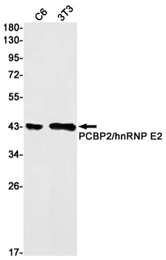 Recombinant PCBP2 Monoclonal Antibody - image 1