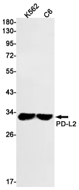 Recombinant PD L2 Monoclonal Antibody - image 1