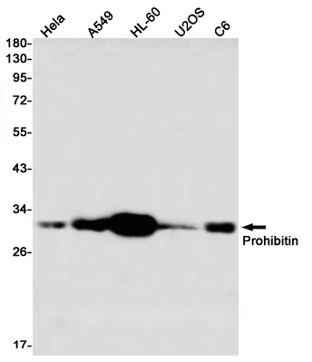 Recombinant Prohibitin Monoclonal Antibody - image 1