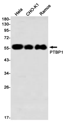 Recombinant PTBP1 Monoclonal Antibody - image 1