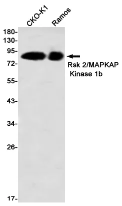 Recombinant RSK2 Monoclonal Antibody - image 1